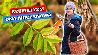 Usuwa KWAS MOCZOWY  Skuteczny Na DNĘ MOCZANOWĄ i REUMATYZM [upl. by Koa578]