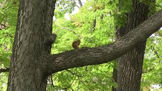 Anoka County Parks in Fridley Fridley MN [upl. by Ynoffit545]