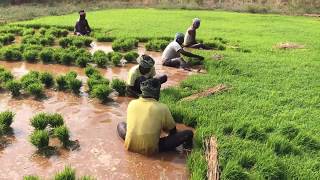 How Rice is Made  Step by Step Growing Rice Paddy Farming South India [upl. by Ettenahc]