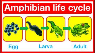 Amphibian Life Cycle 🤔  Frog amp Salamander life cycle  Metamorphosis or paedomorphosis [upl. by Stoughton948]