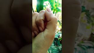 জবা nature flowers trendingshorts shortvideo [upl. by Asfah]