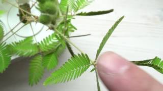 The moving plant Mimosa fun with Click amp Grow [upl. by Clance]