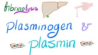 Plasminogen and Plasmin Fibrinolysis  Bleeding and Coagulation  Hematology [upl. by Tabina]