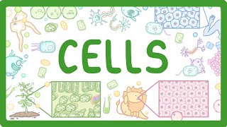 GCSE Biology  Cell Types and Cell Structure 2 [upl. by Cristen443]