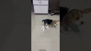 beagle dog comedy beagle beaglepuppy comedy dailyspecial [upl. by Ahsimal]