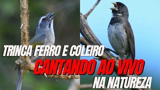 Trinca ferro e Coleiro cantando na natureza a beleza das nossas aves gravado ao vivo [upl. by Enaed992]