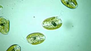 Digital Biological Microscope Shooting Euglena 眼蟲 數位化生物顯微鏡拍攝 [upl. by Nims826]