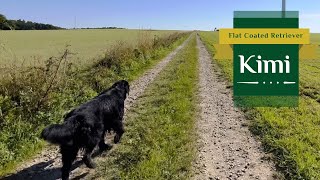 Kimi  Flat Coated Retriever  Kimi loves September Walks  2023 [upl. by Aissert21]