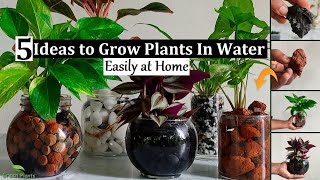 5 Ideas to Grow Plants in Water  Water Garden Plants Indoor  Water Growing plantsGREEN PLANTS [upl. by Notlek]