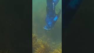 Welcome to Van Diemen’s Land ocean spearfishing underwater tasmania fishing fish [upl. by Urdna]