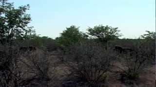 Dramatic Territorial Battle Between Lions  Africa Geographic [upl. by Timmie983]