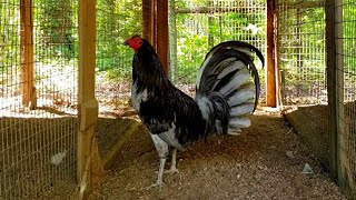 Miner Blue Gamefowl Rooster Gallos [upl. by Evania]