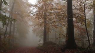 Relaxing Autumn Forest  Leaves Falling From Trees Fog and Rain in Colorful Forest  8 Hours [upl. by Elyad210]