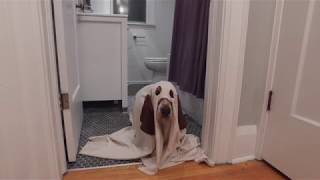 ghost basset compilation [upl. by Jameson]