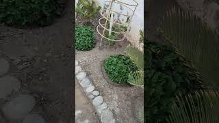 Sunday bliss minivlog gardenflowerplants gardening  Bloom villeo4 [upl. by Middendorf]