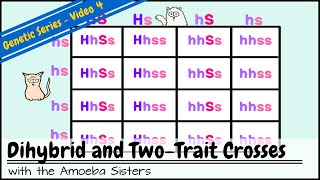 Dihybrid cross and the Law of Independent Assortment  High school biology  Khan Academy [upl. by Drarehs]