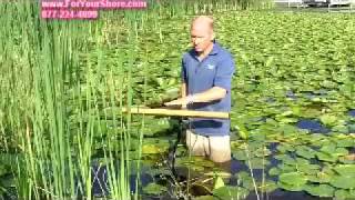 Lily Pad Removal  Lily Pads Remover By The Root [upl. by Appledorf]