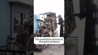 The process of making sheepskin leather [upl. by Aiket]