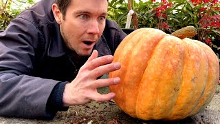 Growing the quotnot soquot GIANT PUMPKIN  Germinating and Growing Giant Pumpkin Seeds [upl. by Eustazio836]