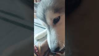 huskydoglovers musicgenre huskyplaying musicsong funny huskydog [upl. by Rednael]