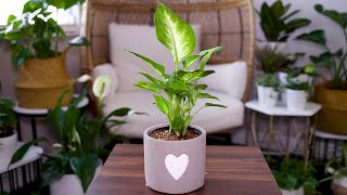 Dieffenbachia Dumb Cane Care And Growing Guide  Plant Mom Care [upl. by Reffineg549]