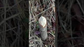 These are the first signs of a beaver moving into a drainage pond and starting to cause damage [upl. by Lopez]