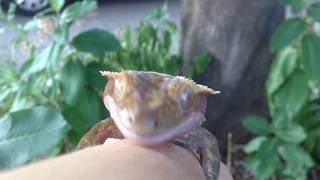 Crested gecko bites and sings to human hand 3  the love affair continues [upl. by Agostino]