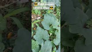 Vsalile poosani poo vachiputa vachiputa please subscribe and share [upl. by Arimay]