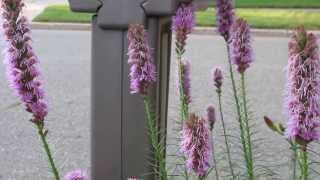 Liatris spicata or Blazing stars [upl. by Elly]