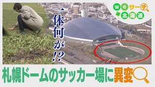 札幌ドームのサッカー場に異変 一体何が！？ 原因はやはりことしの“異常な２月・３月” Ｗｅサーチ北海道68 [upl. by Castro]