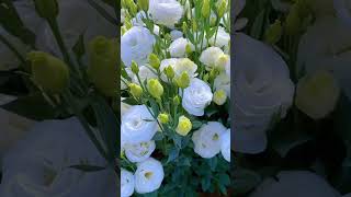 White Eustoma Represents Pure Love satisfying short [upl. by Stout]