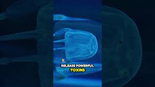 Box Jellyfish The Silent Killer of the Oceans [upl. by Broddie]