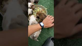 Puppy food aggression prevention [upl. by Nirot]