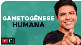 GAMETOGÊNESE  Espermatogênese e Ovocitogênese Prof Kennedy Ramos [upl. by Nedyah]