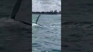 Spotted just 1 mile offshore 🐋 in Jupiter FL [upl. by Bael]