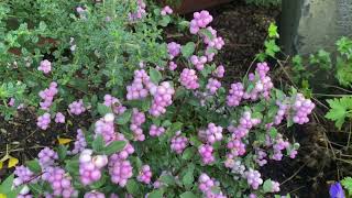 Coral Berry Proud Berry Symphoricarpos in my Vancouver Washinton garden [upl. by Ojadnama]