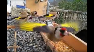 Jilguero  Magnifique vidéo de Chardonneret élégant  European Goldfinch  Carduelis carduelis [upl. by Nref]