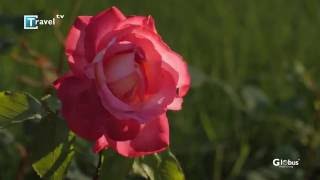 Фестивал на Розата 2016 Казанлък  Bulgaria Rose Festival 2016 Kazanlak [upl. by Nyla]