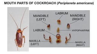 DISSECTION OF COCKROACH Periplaneta americana MOUTH PARTS [upl. by Broddie]