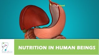 NUTRITION IN HUMAN BEINGS [upl. by Micky]