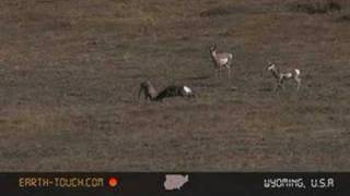 Pronghorn bucks battle for dominance [upl. by Ymmit961]