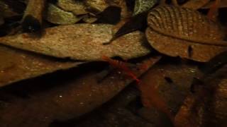 Red Macrobrachium shrimp from Betta macrostoma habitat part 1 [upl. by Ennywg656]