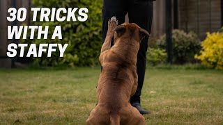 30 Tricks in 3 Minutes with a Staffordshire Bull Terrier [upl. by Nereen643]