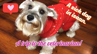 vlog 031 Trixie goes to the veterinarian [upl. by Adnawuj]