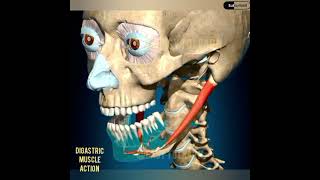 DIGASTRIC MUSCLE ACTION [upl. by Haisi]