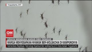 Warga Menyebarkan Nyamuk BerWolbachia di Kampungnya [upl. by Ynattirb474]