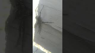 Big spider in Temagami Ontario [upl. by Euseibbob]