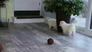 Samoyed Puppies for Sale [upl. by Annaitsirk35]