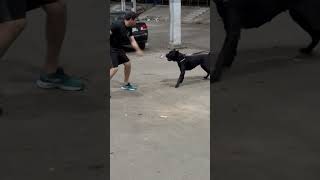 Treino da CaneCorso 🇮🇹 Jade  canecorso cãodeguarda cachorro dog vempromatilha [upl. by Landbert284]