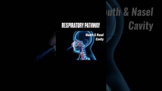 Respiratory Pathway  Respiration in living shorts viralvideo trending youtube [upl. by Dotty]